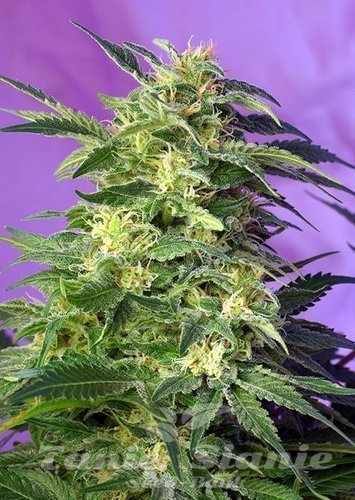 Nasiona Marihuany Killer Kush Auto - SWEET SEEDS