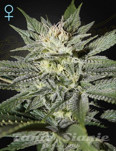 Nasiona Marihuany King's Kush CBD - GREEN HOUSE SEEDS
