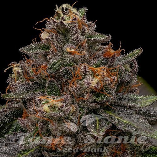 Nasiona Marihuany Korenji - RIPPER SEEDS