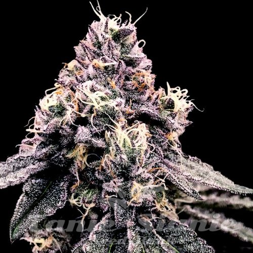 Nasiona Marihuany Kosher Pie - DNA GENETICS