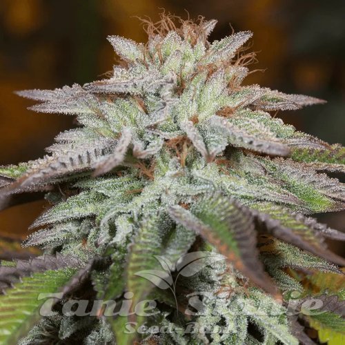 L.A. Vanilla Cake Auto - SILENT SEEDS
