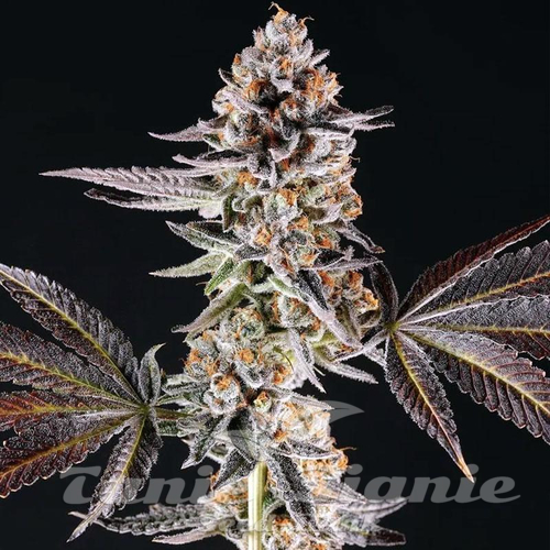 La Bomba - COMPOUND GENETICS