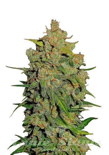 Nasiona Marihuany Lemon AK Auto - FASTBUDS