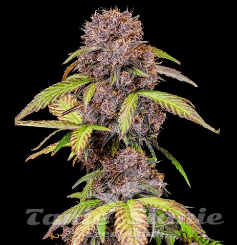 Lemon Cherry Cookies Auto