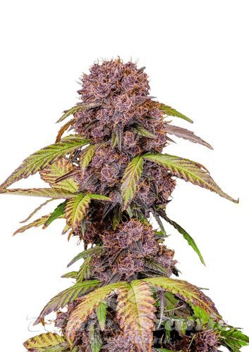 Nasiona Marihuany Lemon Cherry Cookies Auto - FASTBUDS