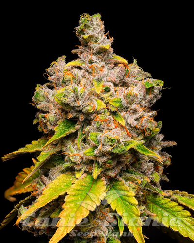 Lemon Cherry Sherb - COOKIES SEEDS