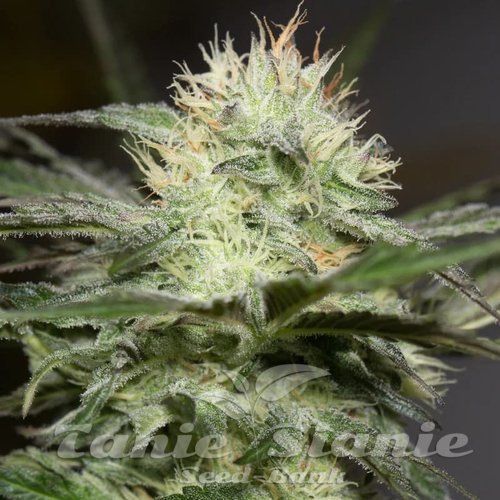 Lemon Sorbet - SILENT SEEDS