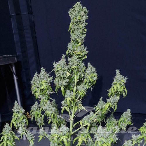 Nasiona Marihuany Magic Tree Auto - EVA SEEDS