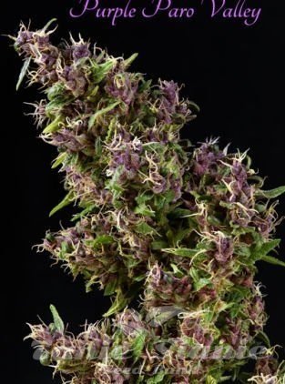 Nasiona Marihuany Purple Paro Valley - MANDALA SEEDS