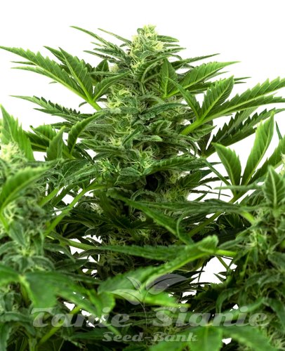 Nasiona Marihuany Mandarin Punch Auto - SENSI SEEDS
