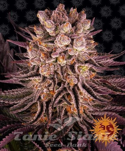 Nasiona Marihuany Mimosa x Orange Punch - BARNEY'S FARM