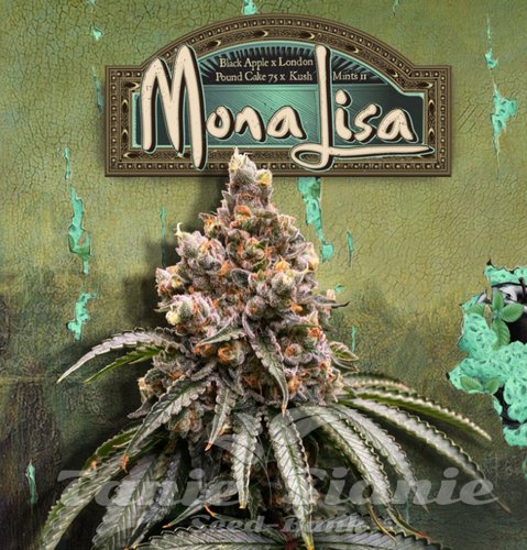 Nasiona Marihuany Mona Lisa - T.H. SEEDS