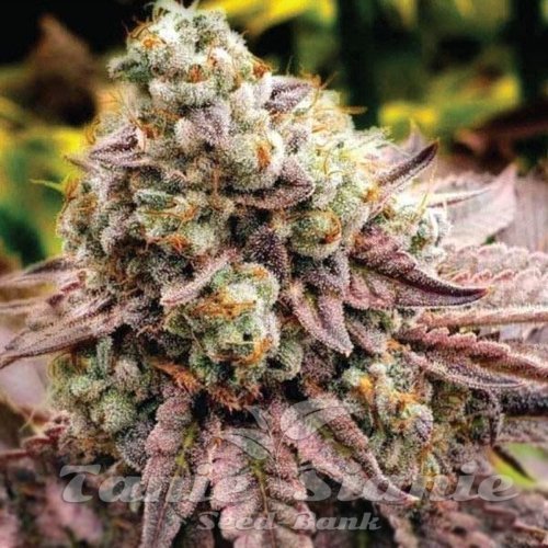 Motor Breath