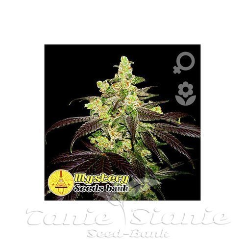 Nasiona Marihuany New York Diesel Auto - MYSTERY SEEDS
