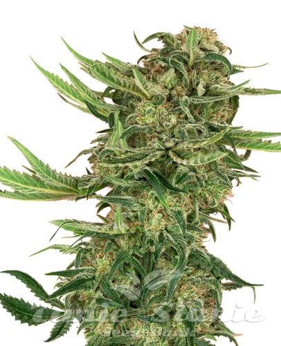 Nasiona Marihuany N13 Kush - SENSI SEEDS