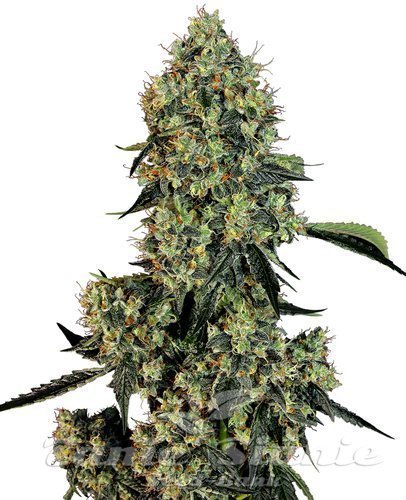 Nasiona Marihuany O.G. Kush - WHITE LABEL
