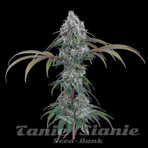 Nasiona Marihuany Ocifer - BROTHERS GRIMM SEEDS