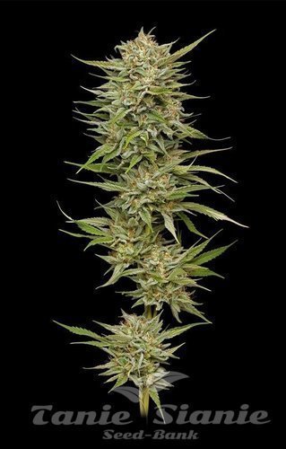 OG Kush Auto - HUMBOLDT SEED COMPANY