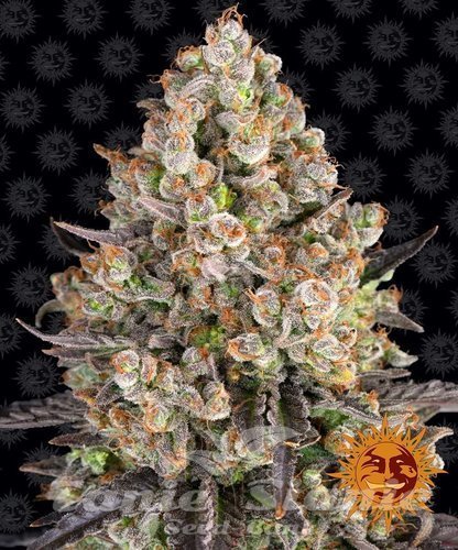 Nasiona Marihuany OG Kush - BARNEY'S FARM