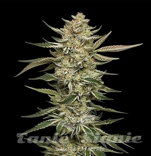 OG Triploid Auto - HUMBOLDT SEED COMPANY