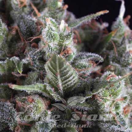 Nasiona Marihuany Olympia Auto - PYRAMID SEEDS