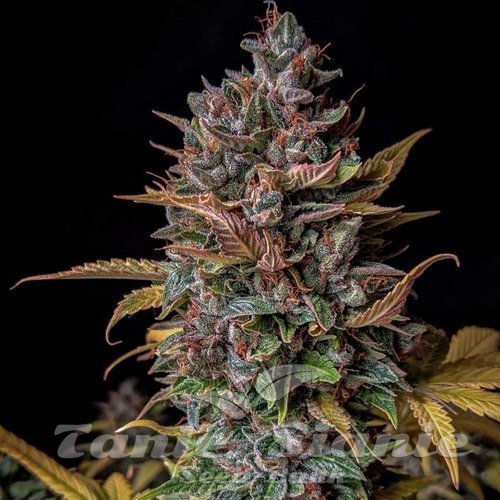 Nasiona Marihuany Orange Biscuits Auto - MEPHISTO GENETICS