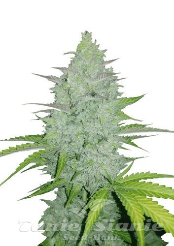 Nasiona Marihuany Original Auto Cheese - FASTBUDS