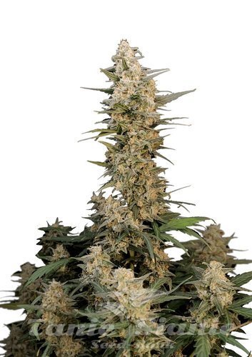 Nasiona Marihuany Original Auto Critical - FASTBUDS