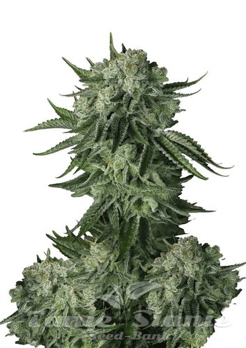 Nasiona Marihuany Original Auto Moby Dick - FASTBUDS