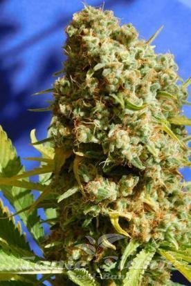 Nasiona Marihuany Bruce Banner #3 Fast - Original Sensible Seeds