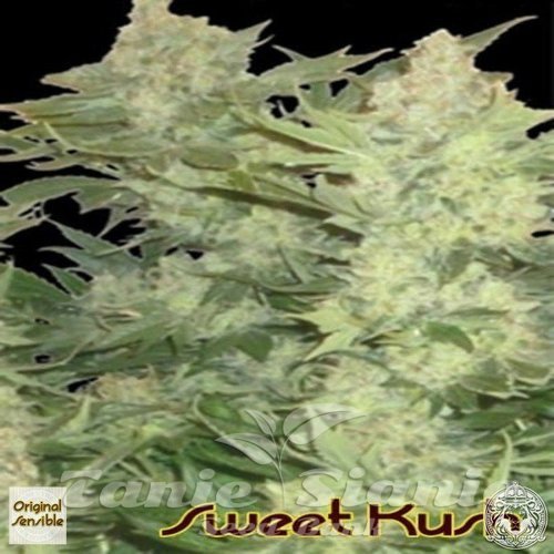 Nasiona Marihuany Sweet Kush - Original Sensible Seeds