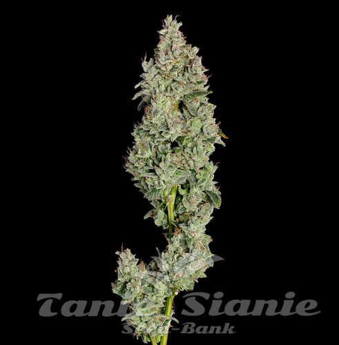 Pineapple Daddy Auto - HAPPY VALLEY GENETICS