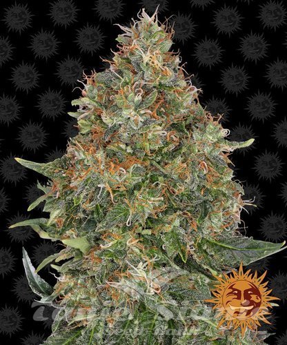 Nasiona Marihuany Pineapple Express Auto - BARNEY’S FARM