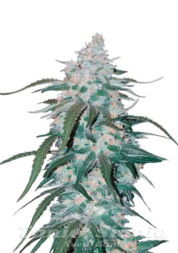 Nasiona Marihuany Pineapple Express Auto - FASTBUDS