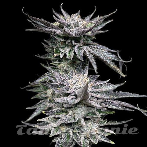 Pineapple Fruz