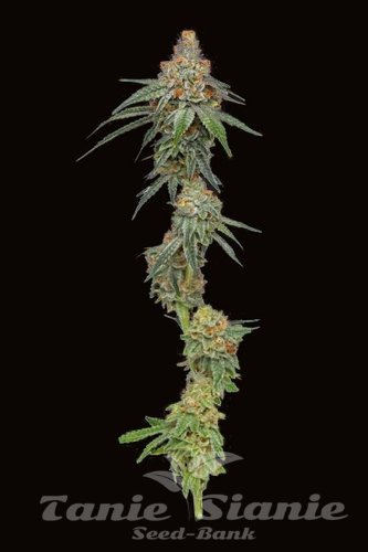 Pineapple Upside Down Cake - HUMBOLDT SEED COMPANY