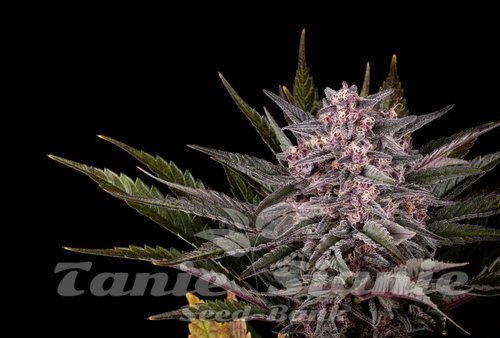 Nasiona Marihuany Pink Gelato - KANNABIA SEED