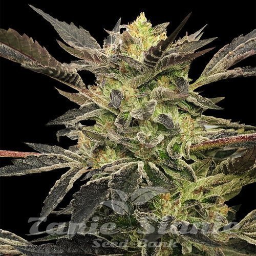 Pink Sunset Auto - SILENT SEEDS