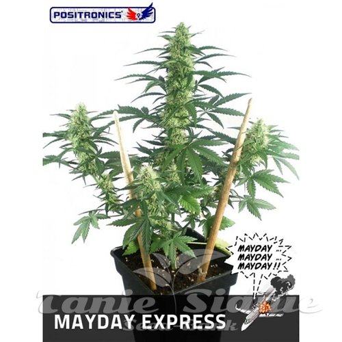 Nasiona Marihuany May Day Express - POSITRONICS