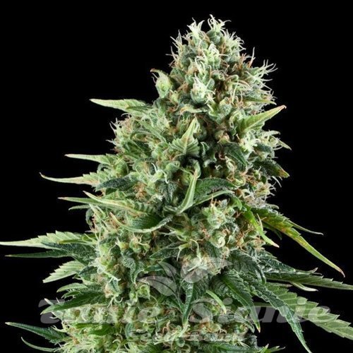 Power Plant Perfect