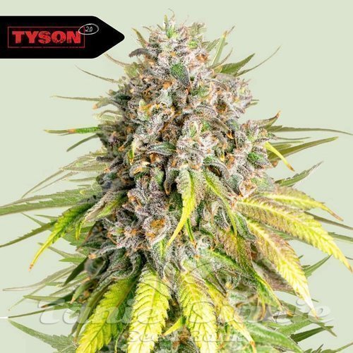 Nasiona Marihuany Punch Pie - ROYAL QUEEN SEEDS X TYSON 2.0