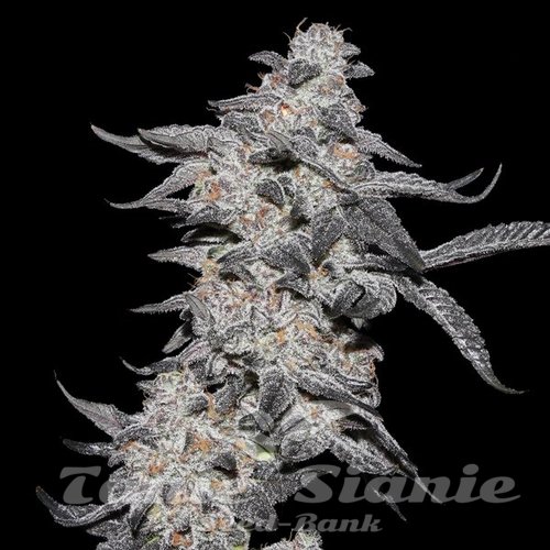 Purple Cherry Popper - ELEV8 SEEDS