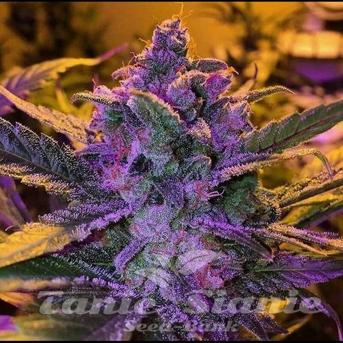 Nasiona Marihuany Purple Haze