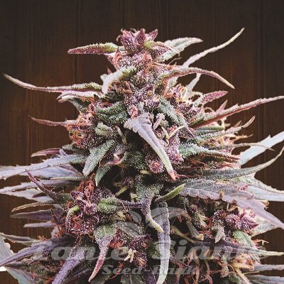 Nasiona Marihuany Purple Haze X Malawi - ACE SEEDS