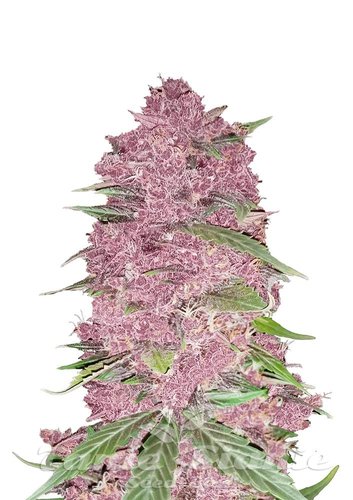 Nasiona Marihuany Purple Lemonade Auto - FASTBUDS