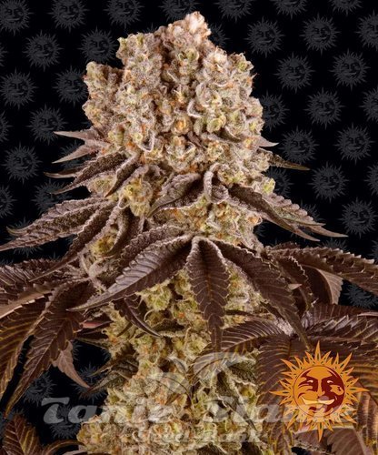 Nasiona Marihuany Purple Punch - BARNEY'S FARM