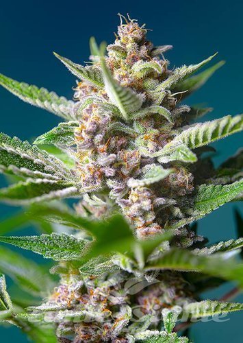 Nasiona Marihuany Purple Punch OG - SWEET SEEDS