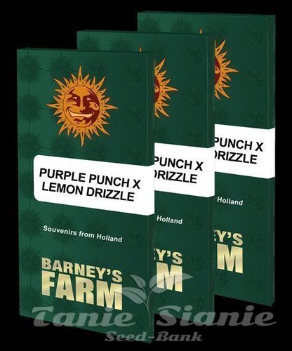 Nasiona Marihuany Purple Punch x Lemon Drizzle - BARNEY'S FARM