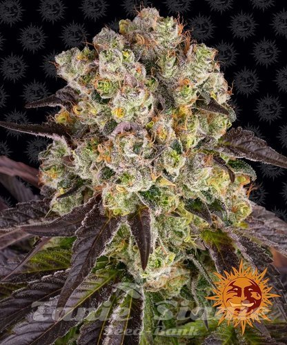 Nasiona Marihuany Purple Punch x Lemon Drizzle - BARNEY'S FARM