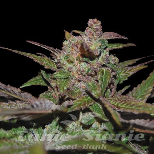 Nasiona Marihuany Purple Wreck - DNA GENETICS